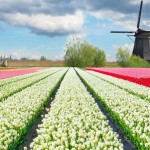 moulins-tulipes.1482117.104